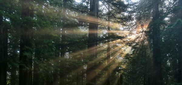 Redwood National Park