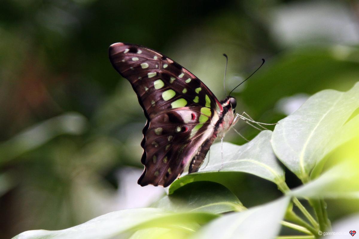 Butterfly Pavilion