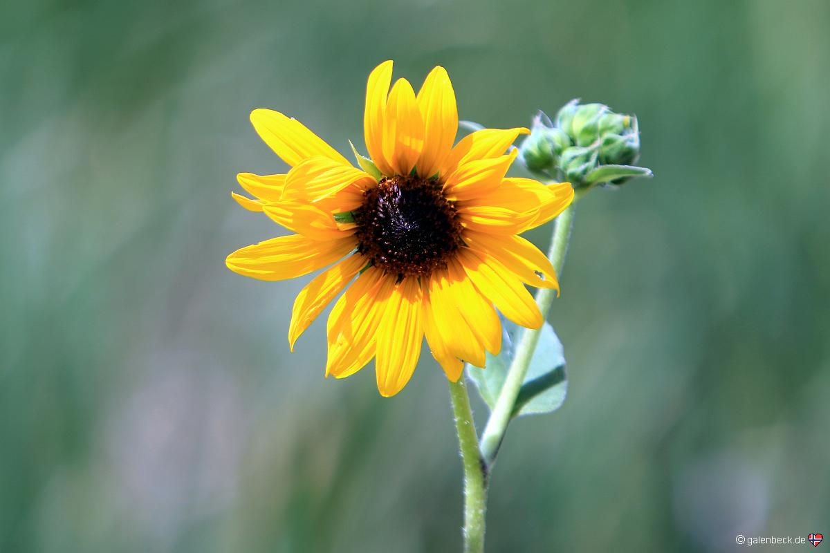 Ouray National Wildlife Refuge