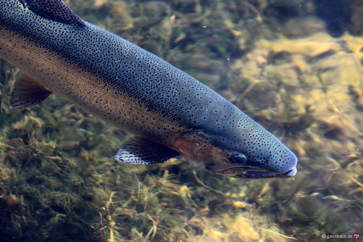 D.C.Booth Historic National Fish Hatchery