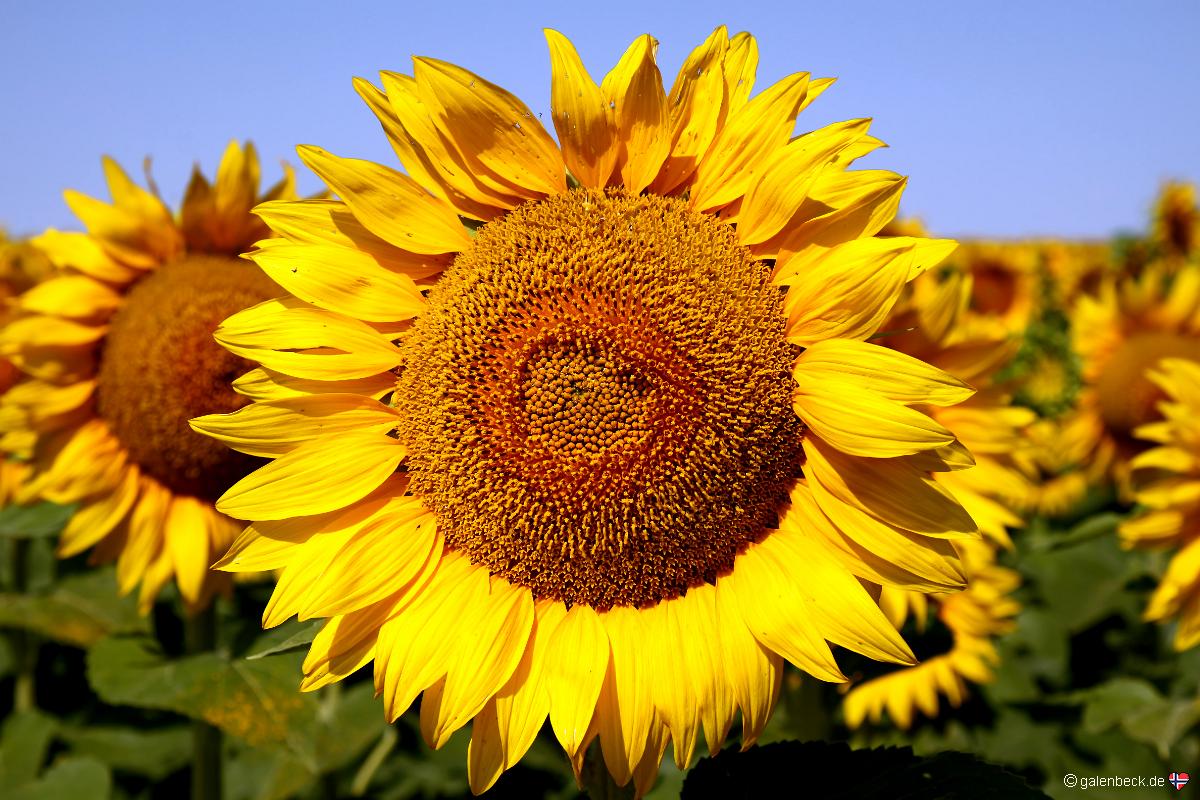 Sonnenblumenfeld