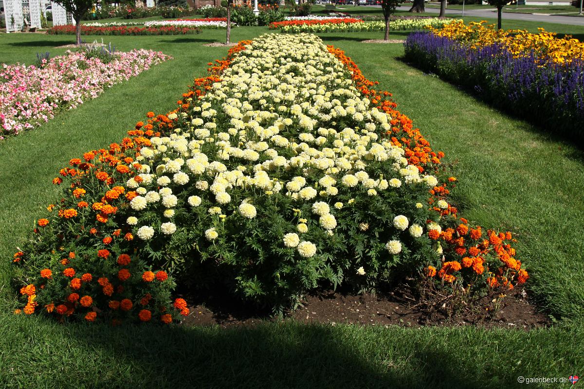 Halley Park