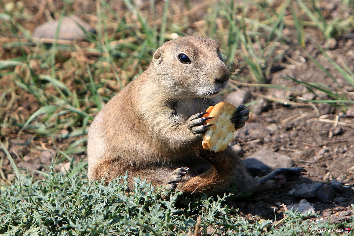 Custer State Park, Wildlife Loop