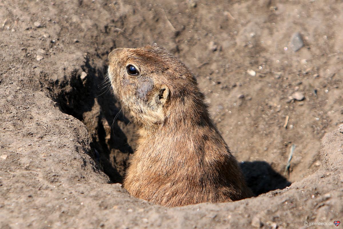 Custer State Park, Wildlife Loop