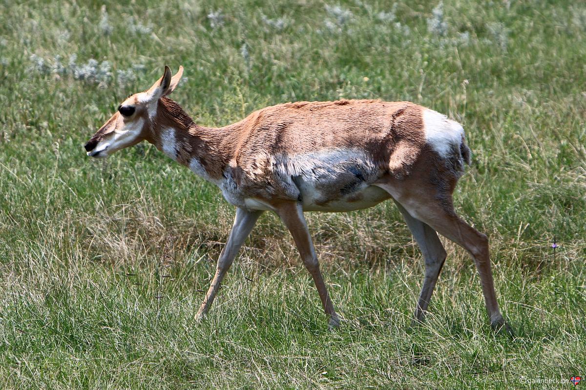 Custer State Park, Wildlife Loop