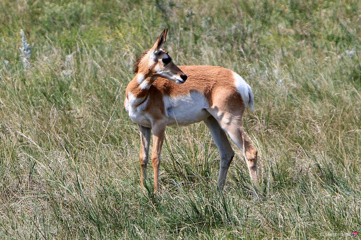 Custer State Park, Wildlife Loop