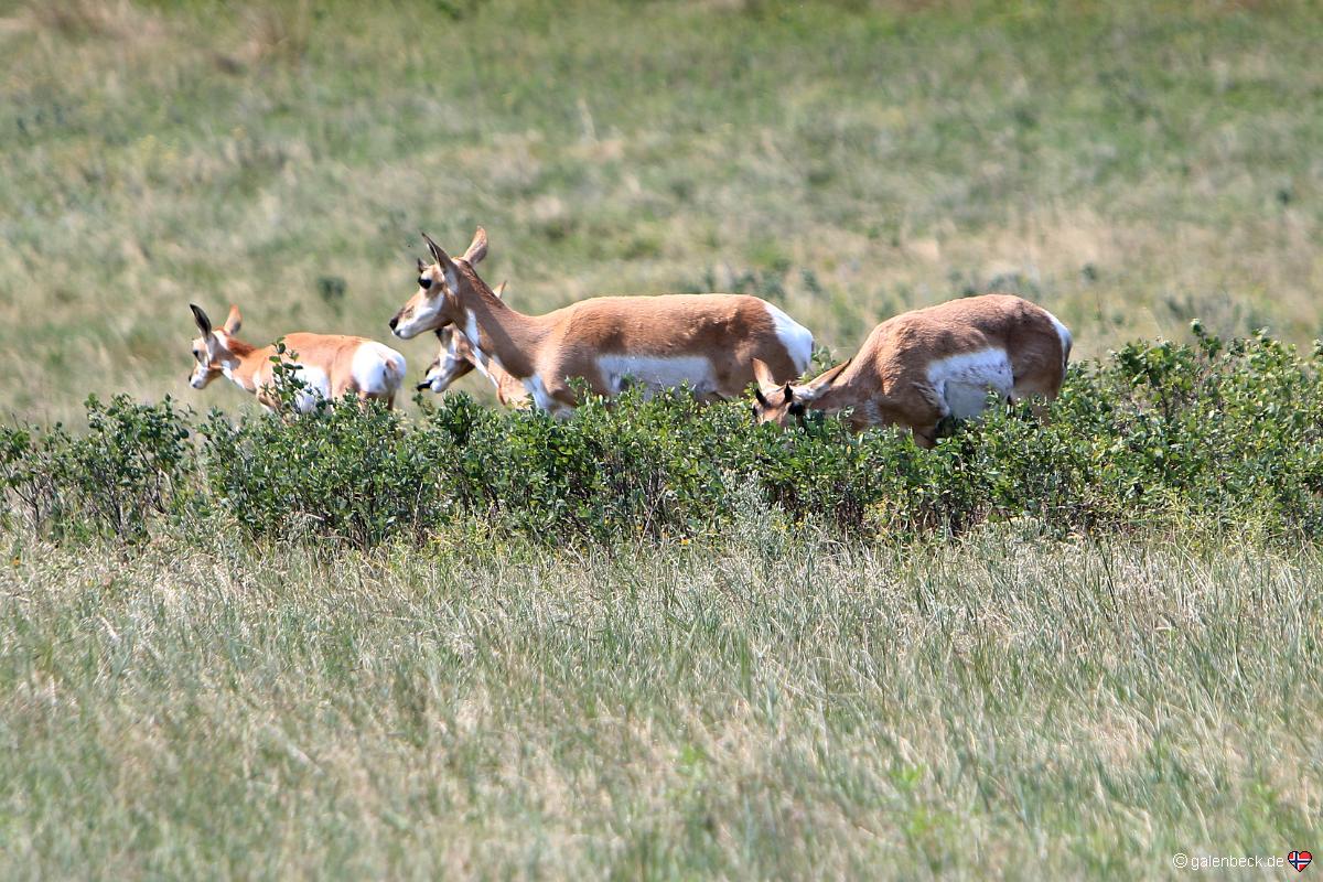 Custer State Park, Wildlife Loop
