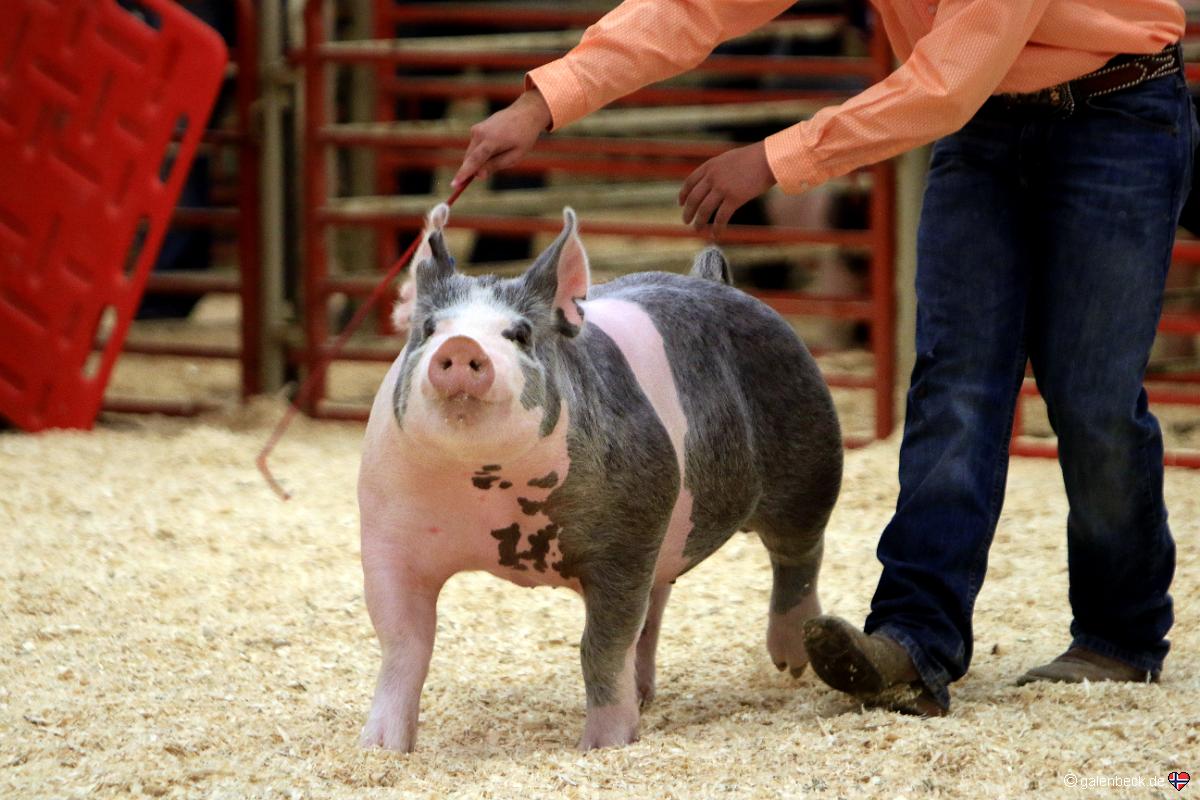 Wyoming State Fair 2016