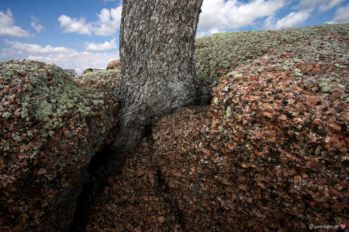 Tree Rock