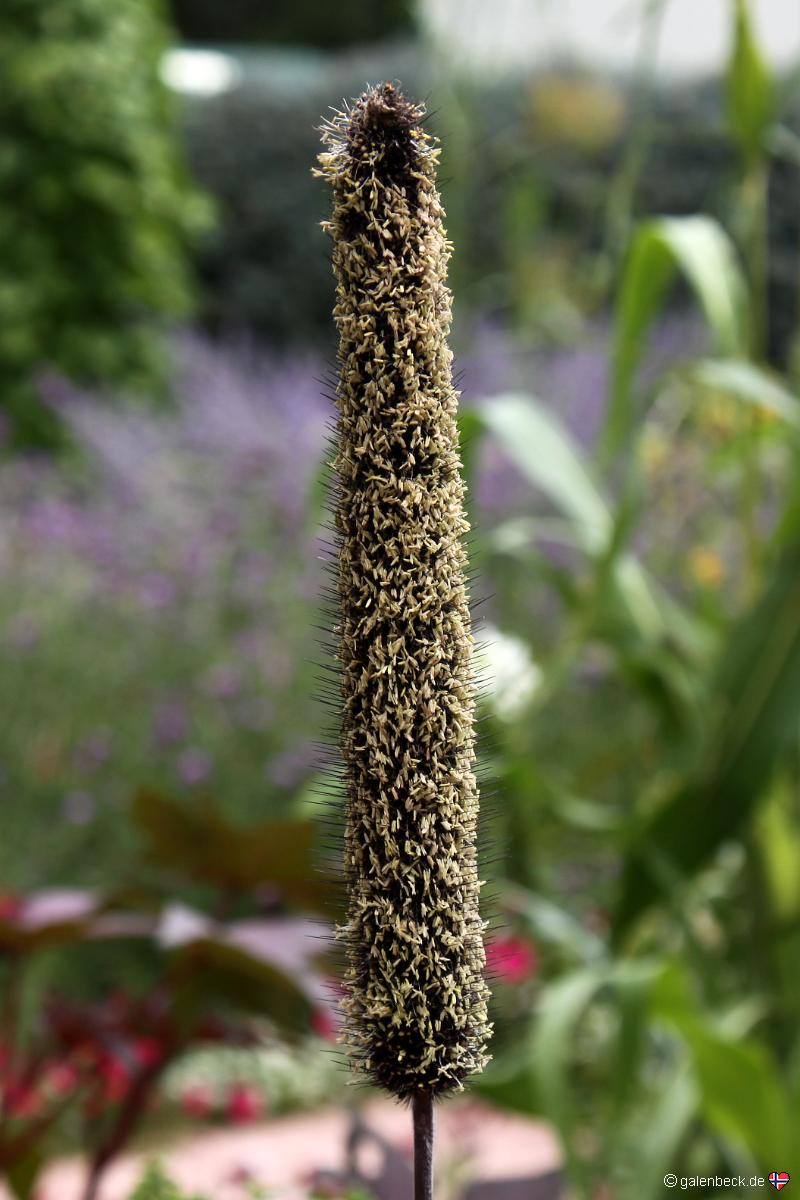 Cheyenne Botanic Gardens