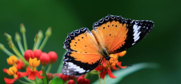 Butterfly Pavilion