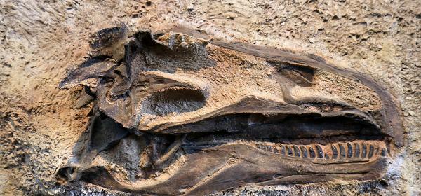 Dinosaur National Monument Fossil Bone Quarry Area