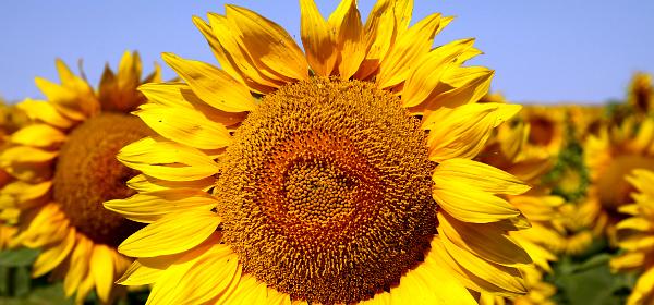 Sonnenblumenfeld