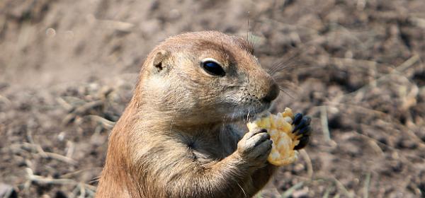 Custer State Park Wildlife Loop