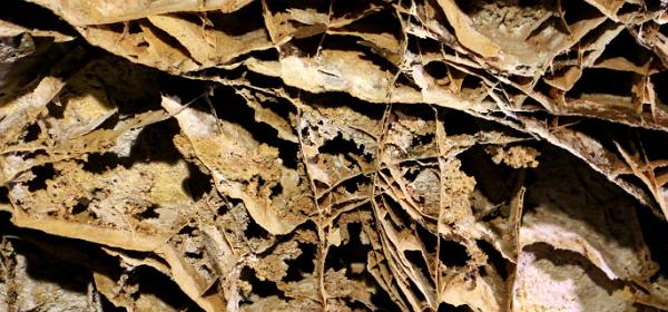 Wind Cave National Park