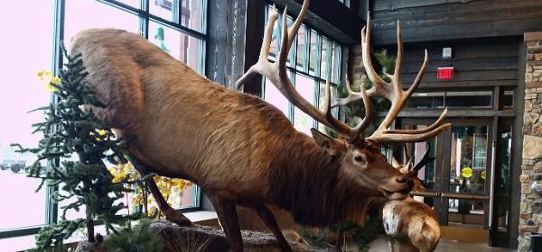 Cabelas Lone Tree